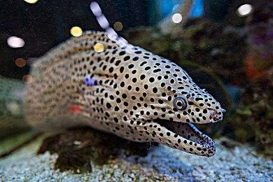 史皇代言 腾讯新游《黎明觉醒：生机》2月23日上线